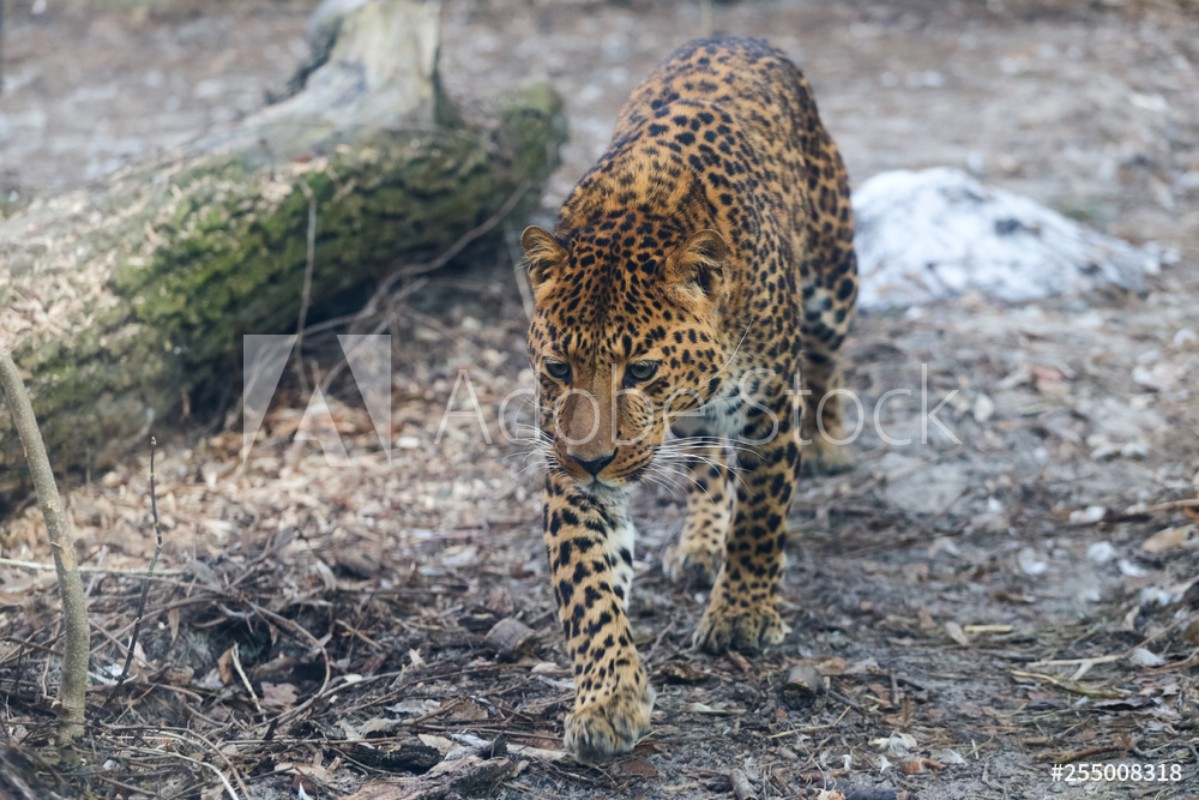 Image de Close up leopard in pine frost simulation 